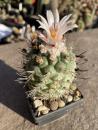 Turbinicarpus rioverdensis
